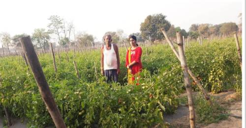 सोमप्रसाद के जीवन में उद्यानिकी खेती से आया बदलाव