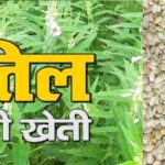 तिल की खेती को प्रोत्साहन दे रही योगी सरकार : बीज पर 95 रुपये प्रति किग्रा की दर से मिलता है अनुदान