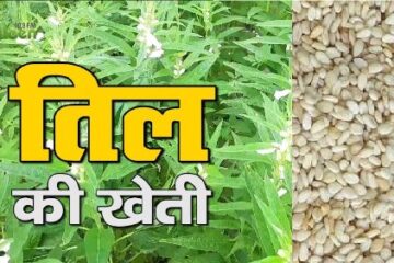 तिल की खेती को प्रोत्साहन दे रही योगी सरकार : बीज पर 95 रुपये प्रति किग्रा की दर से मिलता है अनुदान