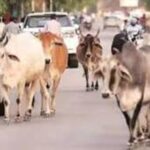 सड़कों में पशुओं को खुला छोड़ने पर पशु मालिकों को होगी सजा और जुर्माना