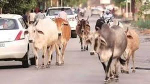 सड़कों में पशुओं को खुला छोड़ने पर पशु मालिकों को होगी सजा और जुर्माना