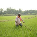छत्तीसगढ़ में ग्रिड पद्धति से खेती कर लिखी सफलता की नई इबारत