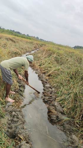 बारिश से धान की फसल बर्बाद, किसान चिंतित