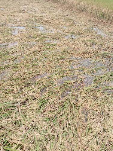 बेमौसम बारिश से धान की फसल तबाह, किसानों की मेहनत पर फिरा पानी