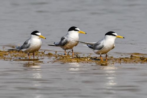 कोपरा जलाशय को मिलेगा रामसर स्थल का दर्जा,राज्य वेटलैंड प्राधिकरण ने भेजा प्रस्ताव