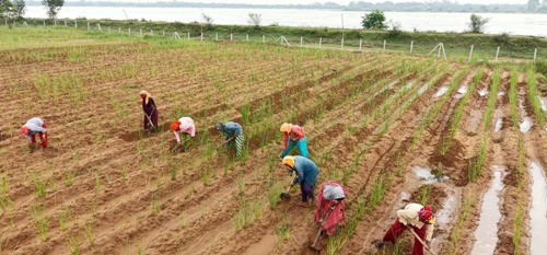 सफलता की कहानी : खस की खेती ने दिया आजीविका का नया रास्ता