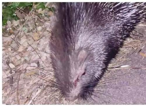 घायल अवस्था में मिला दुर्लभ शाही….