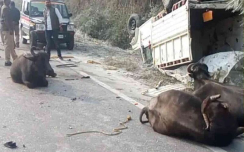 पिकअप-टैंकर भिड़ंत,पाँच भैंसें घायल चालक मौके से फरार