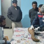 वन विभाग को बड़ी सफलता,अंतर्राज्यीय पेंगोलिन तस्कर गिरोह पकड़ा गया