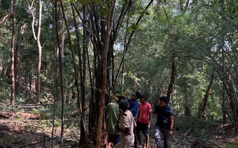 बस्तर में शांति का नया अध्याय : नक्सल मुक्त इलाकों में वानिकी बन रहा रोजगार का प्रमुख जरिया