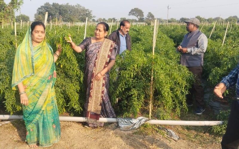 ड्रिप तकनीक से बदली खेती की तस्वीर: धान–मिर्ची की फसल से किसान मुकेश चौधरी को सालाना लाखों की आमदनी