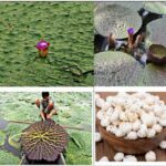 मुख्यमंत्री विष्णु देव साय के प्रयास से छत्तीसगढ़ मखाना बोर्ड में शामिल,मखाना की खेती को मिलेगा प्रोत्साहन