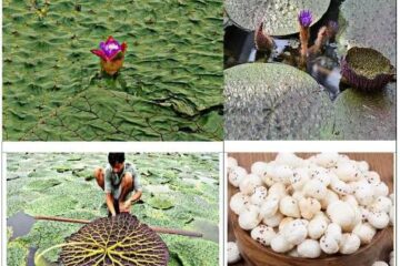 मुख्यमंत्री विष्णु देव साय के प्रयास से छत्तीसगढ़ मखाना बोर्ड में शामिल,मखाना की खेती को मिलेगा प्रोत्साहन