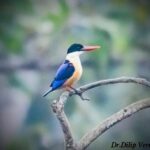 बारनवापारा अभयारण्य में मिला दुर्लभ ब्लैक-कैप्ड किंगफिशर