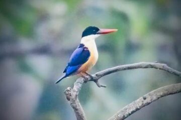 बारनवापारा अभयारण्य में मिला दुर्लभ ब्लैक-कैप्ड किंगफिशर