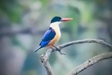 बारनवापारा अभयारण्य में मिला दुर्लभ ब्लैक-कैप्ड किंगफिशर