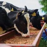 ठंड में पशु पक्षियों का रखें ख्याल, मुख्य पशु चिकित्सा अधिकारी ने की अपील 