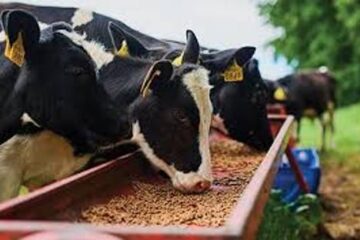 ठंड में पशु पक्षियों का रखें ख्याल, मुख्य पशु चिकित्सा अधिकारी ने की अपील 