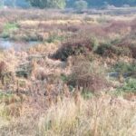 अटल आवासीय विद्यालय के गंदे पानी से खेतों में कचरा और दुर्गंध, किसान परेशान