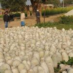 पेठा की खेती, खेत से रसोई तक एक अनोखी सब्जी की रोचक यात्रा 