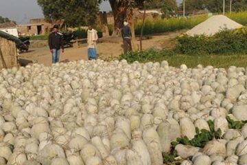 पेठा की खेती, खेत से रसोई तक एक अनोखी सब्जी की रोचक यात्रा 