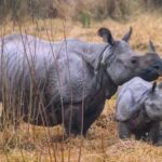 दुधवा-गौरीफंटा बस सेवा को मिला विस्तार, प्राकृतिक पर्यटन को मिलेगा नया बढ़ावा – जयवीर सिंह