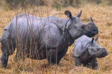 दुधवा-गौरीफंटा बस सेवा को मिला विस्तार, प्राकृतिक पर्यटन को मिलेगा नया बढ़ावा – जयवीर सिंह