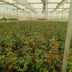 खेतों में अब सिर्फ धान नहीं, खुशबू भी उग रही है…