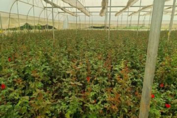 खेतों में अब सिर्फ धान नहीं, खुशबू भी उग रही है…