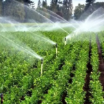 प्रधानमंत्री कृषि सिंचाई योजना स्प्रिंकलर एवं ड्रिप सिंचाई से किसानों को बहुआयामी लाभ