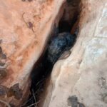 जंगल क्षेत्र में हाथी के बच्चे की हुई मौत,पोस्टमार्टम के बाद होगी मृत्यु कारणों की पुष्टि