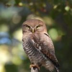 बारनावापारा अभयाण्य में “बर्ड सर्वे 2026” का आयोजन,200 से अधिक पक्षी प्रजातियों का रिकॉर्ड दर्ज