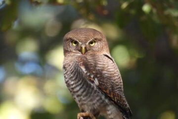 बारनावापारा अभयाण्य में “बर्ड सर्वे 2026” का आयोजन,200 से अधिक पक्षी प्रजातियों का रिकॉर्ड दर्ज