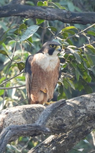 उदंती-सीतानदी में दिखा दुनिया का सबसे तेज़ उड़ने वाला पक्षी पेरेग्रीन फाल्कन