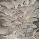 जैविक मशरूम उत्पादन से आत्मनिर्भर बनी दंतेवाड़ा की नारी शक्ति