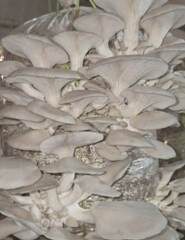 जैविक मशरूम उत्पादन से आत्मनिर्भर बनी दंतेवाड़ा की नारी शक्ति