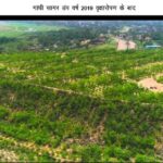 माइनिंग डंप में हरित क्रांति- कोरबा गांधीसागर डंप क्षेत्र में सफल वृक्षारोपण