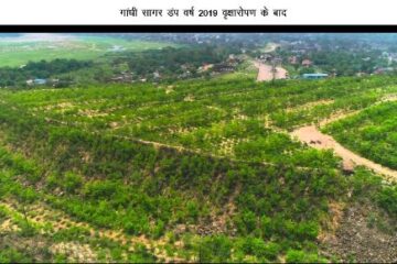 माइनिंग डंप में हरित क्रांति- कोरबा गांधीसागर डंप क्षेत्र में सफल वृक्षारोपण