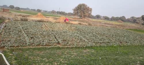 गांवों के नजदीक लगते क्रेशर प्लांटों से उड़ रहे धूल के गुबार में सांस लेना दूभर 