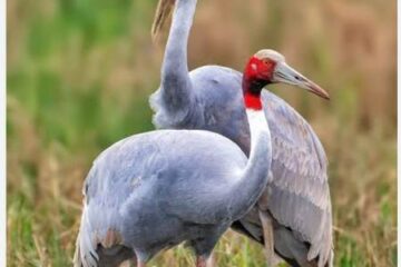 नौगढ़ के जंगल हो रहे हैं बीमार, सारस हो गए गायब, गणना में खुली पोल 