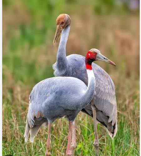 नौगढ़ के जंगल हो रहे हैं बीमार, सारस हो गए गायब, गणना में खुली पोल 