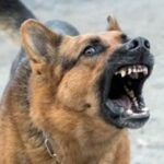 नौगढ़ में दौड़ रहे हैं पागल कुत्ते, 20 को दौड़ाकर काटा 