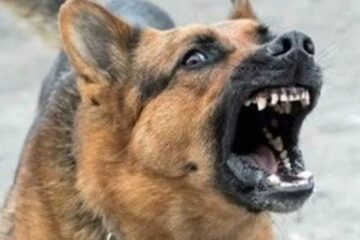 नौगढ़ में दौड़ रहे हैं पागल कुत्ते, 20 को दौड़ाकर काटा 