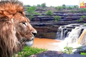 नौगढ़ वन रेंज के पण्डी जंगल में बन सकती है प्रदेश की दूसरी लायन सफारी 