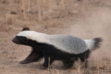 छत्तीसगढ़ की जैव विविधता में जुड़ा नया अध्याय*