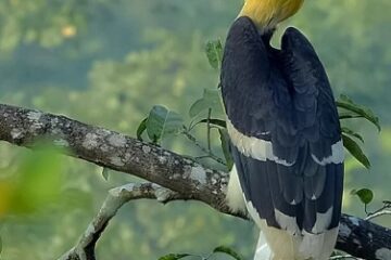 दुर्लभ हॉर्नबिल संरक्षण की विशेष पहल: उदंती-सीतानदी में विकसित हो रहे प्राकृतिक उद्यान