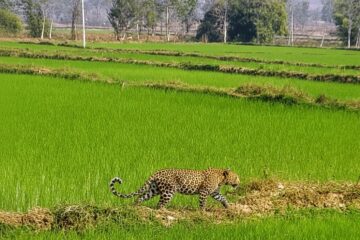 मां से बिछड़कर खेत में पहुंचा चार माह का तेंदुए का शावक