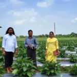 उन्नत तकनीक से खेती कर किसान चिंतामणी ने बढ़ाई अपनी आमदनी….