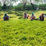 धान से ब्राम्ही तक : कम लागत में अधिक लाभ की ओर अग्रसर किसान