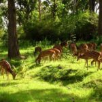 बारनवापारा अभयारण्य: जहां हर कदम पर है प्रकृति का रोमांच…..